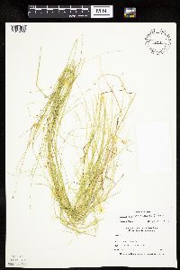 Carex radiata image