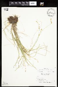 Carex radiata image