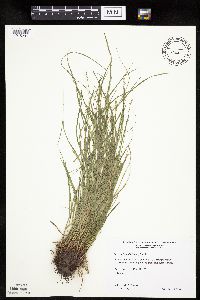 Carex radiata image