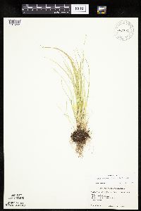 Carex radiata image