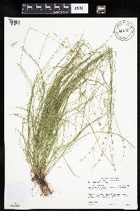 Carex radiata image
