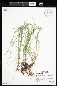 Carex radiata image