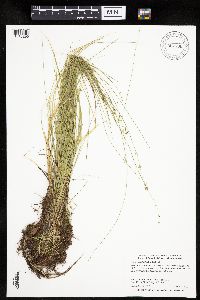 Carex radiata image