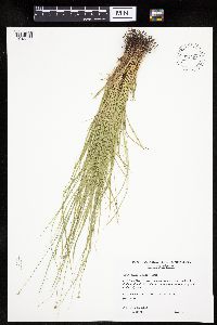 Carex radiata image