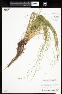 Carex radiata image
