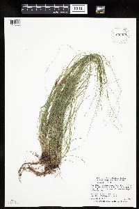 Carex radiata image