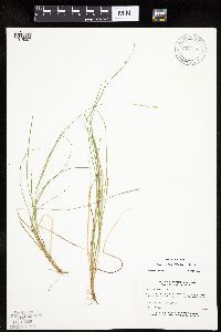Carex radiata image