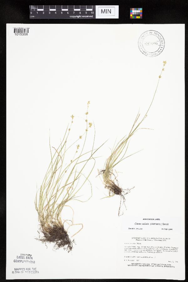 Carex radiata image
