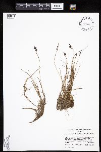 Carex rariflora image