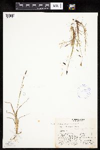 Carex rariflora image