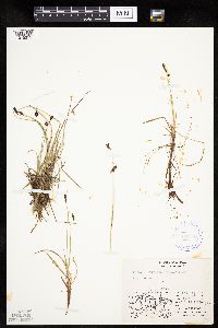 Carex rariflora image