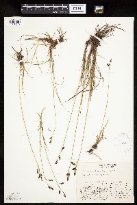 Carex rariflora image