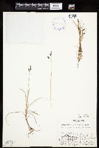 Carex rariflora image