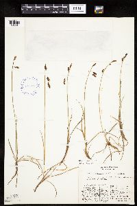 Carex rariflora image