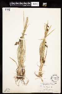 Carex raynoldsii image