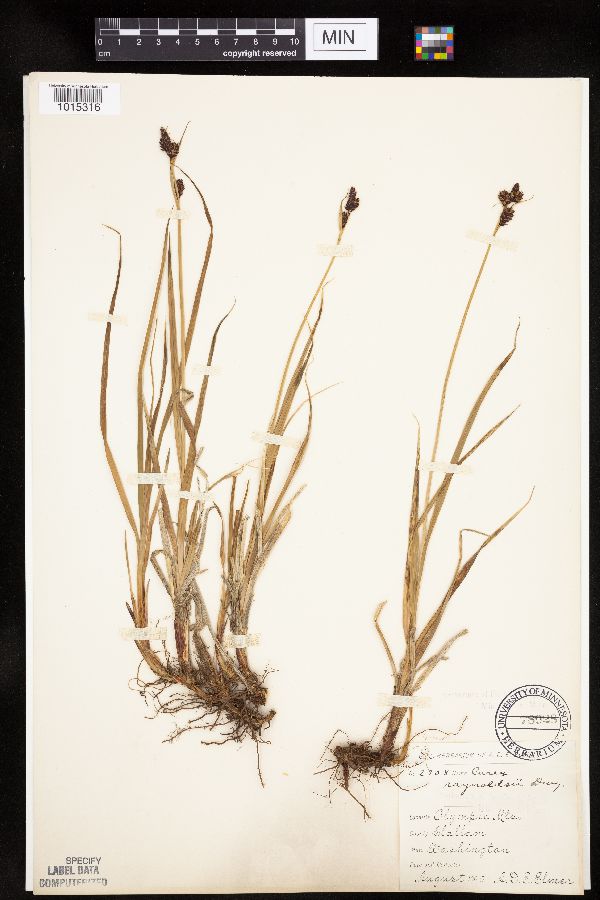 Carex raynoldsii image