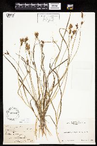 Carex raynoldsii image