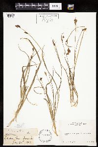 Carex raynoldsii image