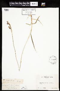 Carex raynoldsii image
