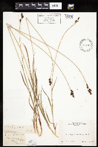 Carex raynoldsii image