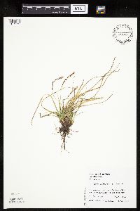 Carex richardsonii image