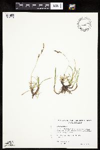 Carex richardsonii image