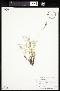 Carex richardsonii image