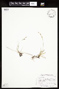Carex richardsonii image