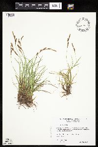 Carex richardsonii image