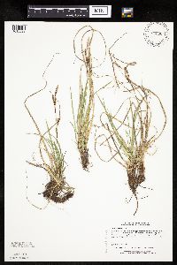 Carex richardsonii image