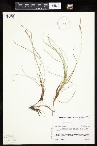 Carex richardsonii image