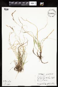 Carex richardsonii image