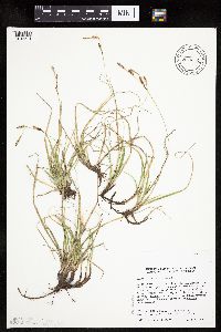 Carex richardsonii image
