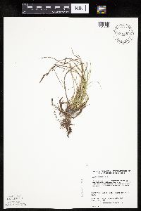 Carex richardsonii image