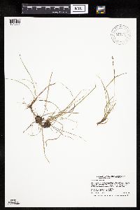 Carex richardsonii image