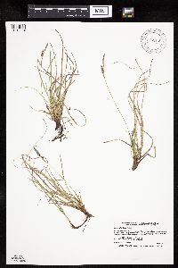 Carex richardsonii image