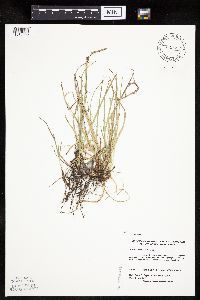 Carex richardsonii image