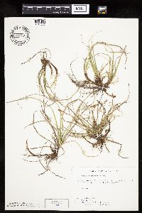 Carex richardsonii image