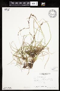 Carex richardsonii image