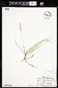 Carex richardsonii image