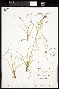 Carex richardsonii image