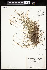 Carex richardsonii image
