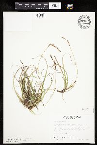 Carex richardsonii image