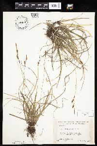 Carex richardsonii image