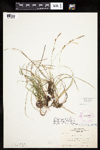 Carex richardsonii image