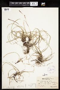 Carex richardsonii image