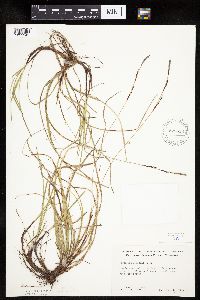 Carex richardsonii image