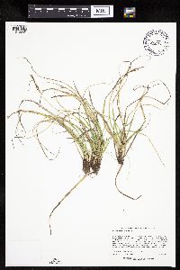 Carex richardsonii image