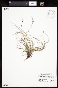 Carex richardsonii image