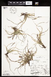 Carex richardsonii image